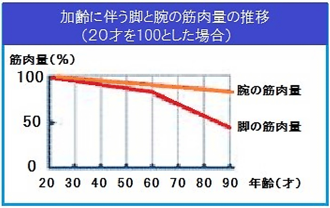 加齢に伴う脚と腕の筋肉量の推移